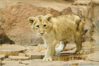 Asiatic lion (Panthera leo persica) cub, standing on wood, captive