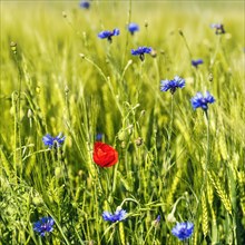 Red poppy flower (Papaver rhoeas), green barleys (Hordeum vulgare), cornflowers (Centaurea cyanus),