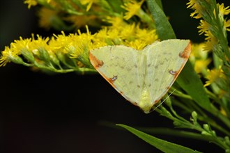 Yellow or brimstone moth (Opisthograptis luteolata), sitting on goldenrod (Solidago virgaurea),
