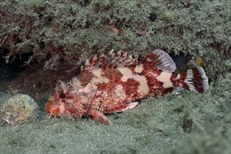 Madeira rockfish (Scorpaena maderensis), dive site El Cabron Marine Reserve, Arinaga, Gran Canaria,