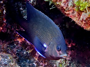 Neon reef perch (Abudefduf luridus), dive site Malpique, La Palma, Canary Islands, Spain, Atlantic