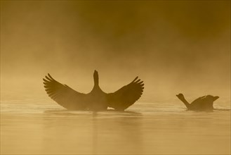 Greylag goose (Anser anser) stretching its wings on a lake at sunrise being watched by a Canada