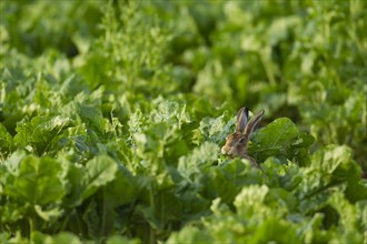 Brown hare (Lepus europaeus) adult feeding in a farmland sugar beet field, Suffolk, England, United
