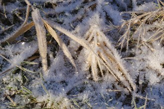 Close-up of grasses with hoar frost, Arnsberg Forest nature park Park, Sauerland, North