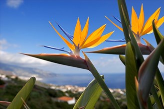 Bird of paradise or crane flower (Strelitzia reginae) La Palma, Canary Islands, Spain, Europe