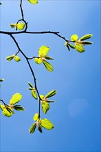A branch with very young leaves of a common hornbeam (Carpinus betulus) in early spring