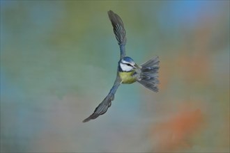 Blue Tit (Parus caeruleus) in flight, flight photo frontal from below, Wilden, North