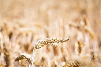 Wheat (Triticum) in wheat field, Freising, Upper Bavaria, Bavaria, Germany, Europe