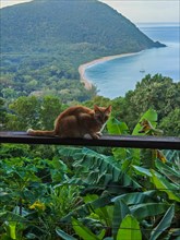 A red cat on a terrace in the foreground, in the background the beach Grande Anse on Basse Terre,