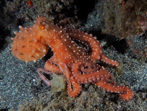 White-spotted octopus (Callistoctopus octopus macropus) at night. Dive site Los Cancajos, La Palma,