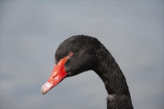 Black swan (Cygnus atratus) adult bird head portrait, England, United Kingdom, Europe