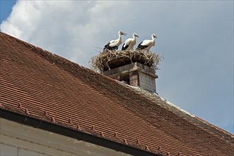 Three young white storks (Ciconia ciconia) at the nest on a roof, Rust, Burgenland, Austria, Europe