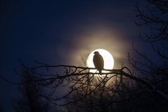 Bald eagle (Haliaeetus leucocephalus) perched on branch in front of full moon, Haines, Alaska, USA,