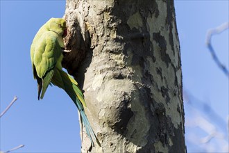 Rose-ringed parakeet (Psittacula krameri) hanging from a tree at the breeding den, wildlife,