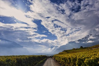 Hike through the vines in the Rhone Valley, wine, viticulture, travel, tourism, holiday, hiking,