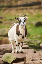 Domestic goat (Capra hircus) standing on a wall, Bavaria, Germany, Europe