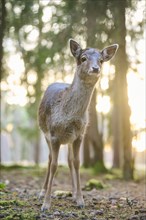 Fallow deer (Dama dama) fawn standing in a forest, Bavaria, Germany, Europe