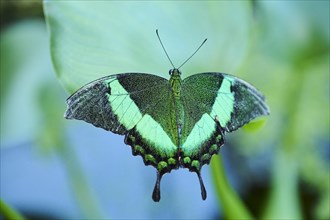 Emerald swallowtail butterfly (Papilio palinurus) sitting on a leaf, Germany, Europe