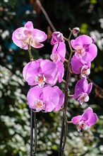 Beautiful orchids of different colors on green background. Phalaenopsis hybrids in the garden.