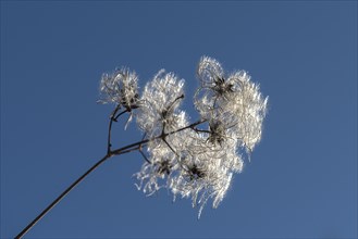 Seed head of a clematis (Clematis montana) against the light, blue sky, Bavaria, Germany, Europe