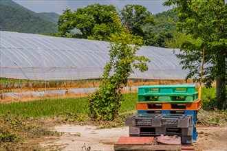 Plastic loading pallets stacked on concrete walkway beside greenhouse in mountainous countryside in