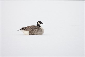 Canada goose (Branta canadensis) adult bird on a snow covered frozen lake in winter, England,