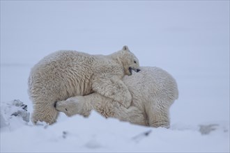 Polar bear (Ursus maritimus), two cubs playing in the snow, funny, Kaktovik, Arctic National
