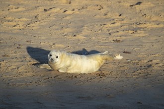 Atlantic grey seal (Halichoerus grypus) juvenile baby pup animal resting on a beach, Norfolk,