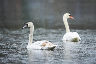 Mute swans (Cygnus olor) swimming on a lake, Bavaria, Germany, Europe
