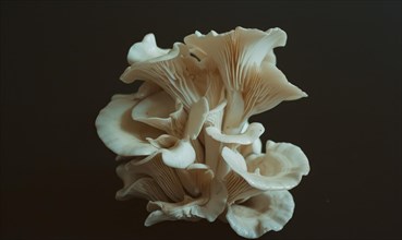 Oyster mushroom on black background, top view, close-up. AI generated