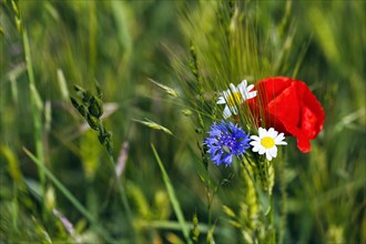 Field flowers, wildflowers in a barley field, symbolic photo, organic farming, organic cultivation,