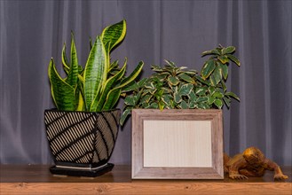Empty wood grain picture frame with potted plants in front of gray window curtains in background