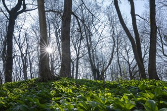 Deciduous forest in spring, leaves of ramson (Allium ursinum), backlit with sun star, Hainich