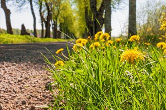 Close up at flowering dandelions (Taraxacum officinale) in a tree Lined gravel road with lush green