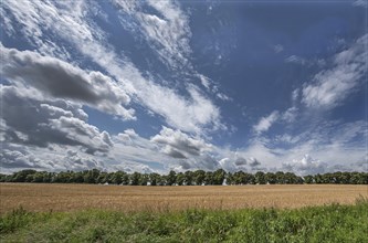 Avenue of large-leaved lindens (Tilia platyphyllos) Cornfield and cloudy sky, Rehna,