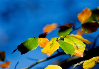 Autumn leaves of beech (Fagus sylvatica) Bavaria, Germany, Europe