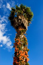 Flamevine or orange trumpet vine (Pyrostegia venusta) Feuer auf dem Dach, Feuerranke, La Palma,