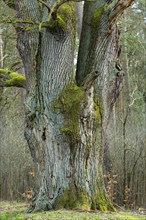 English oak (Quercus robur), trunk, Barnbruch Forest nature reserve, Lower Saxony, Germany, Europe
