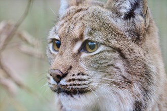 Eurasian lynx (Lynx lynx) portrait, Bavaria, Germany, Europe
