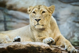 Asiatic lion (Panthera leo persica) female, portrait, captive