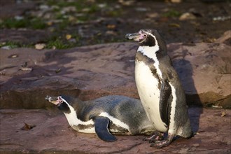 African penguin (Spheniscus demersus) standing and lying on the ground, captive, Germany, Europe
