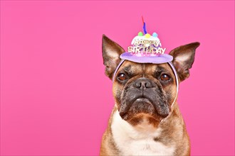 Fawn French Bulldog dog with happy birthday party hat on pink background with copy space