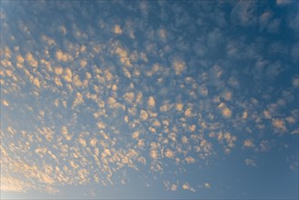 View of the blue sky with small, fluffy, orange illuminated clouds at dusk, Cirrocumulus, high