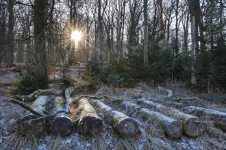 Sun star over the forest with hoarfrost, felled tree trunks, Arnsberg Forest nature park Park,
