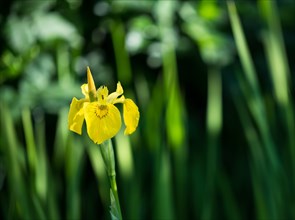 A bright yellow flower against a blurred green background Iris pseudacorus