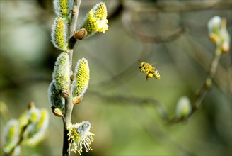 Honey Bee (Apis mellifera) flying next to a catkin of a Willow (Salix Salicaceae)