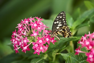 Lime butterfly (Papilio demoleus) sitting on a flower, Germany, Europe
