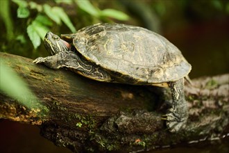 Red-eared slider (Trachemys scripta elegans) on a tree trunk, captive, Germany, Europe
