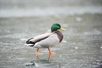 Wild duck (Anas platyrhynchos) male walking on the ice of a frozen lake, Bavaria, Germany, Europe