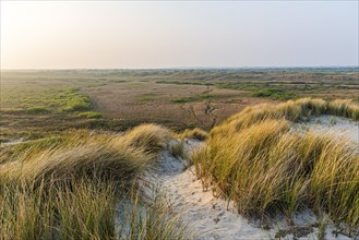 View over dunes with wild grass at sunset, the golden light creates a calm atmosphere, Texel, North